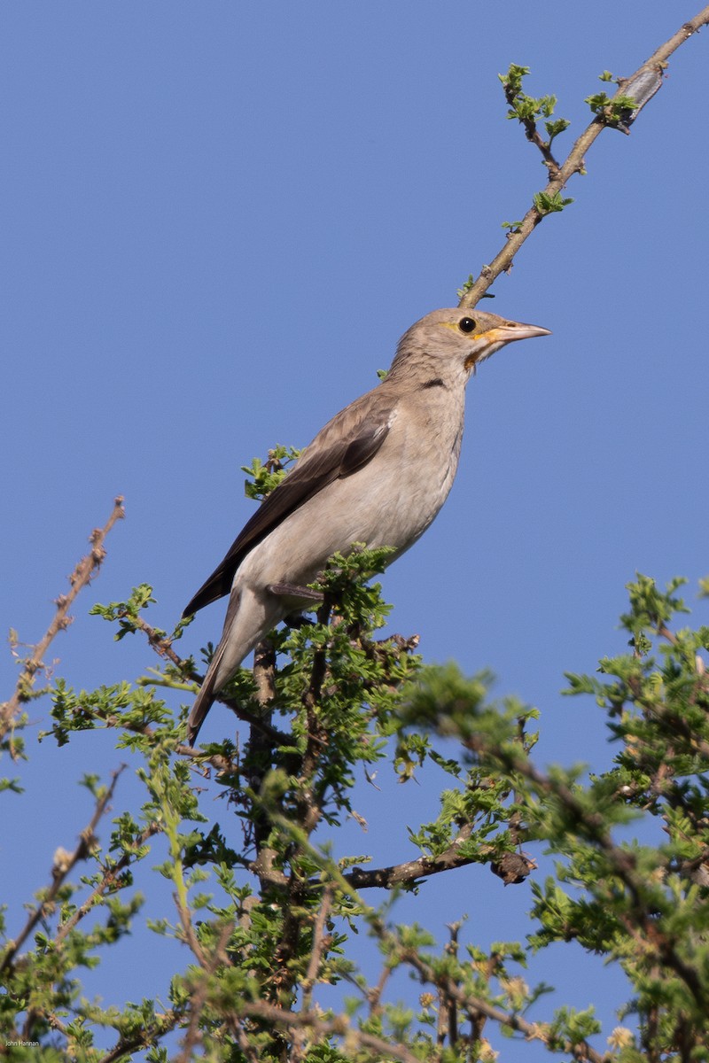 Wattled Starling - ML620807878