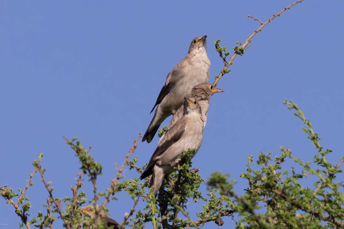 Wattled Starling - ML620807879