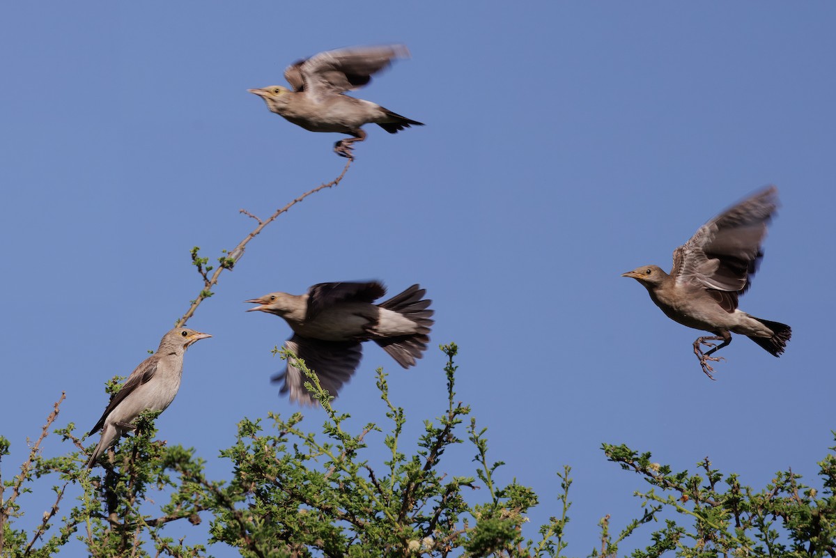 Wattled Starling - ML620807880