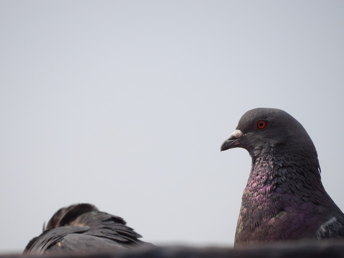 Rock Pigeon (Feral Pigeon) - Marcelo Gutierrez