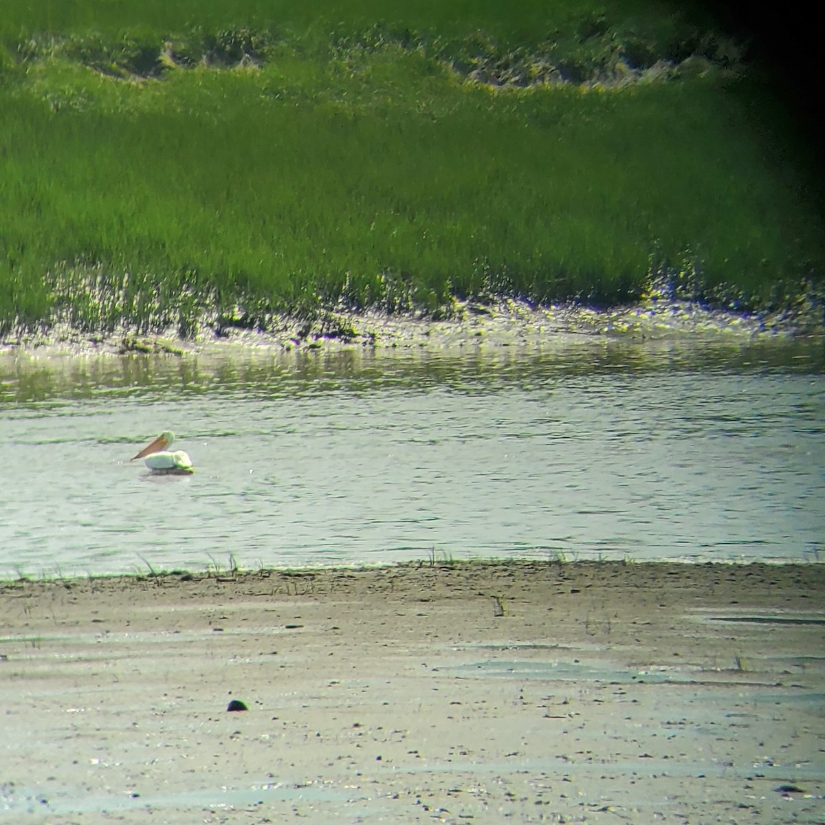 American White Pelican - ML620807885