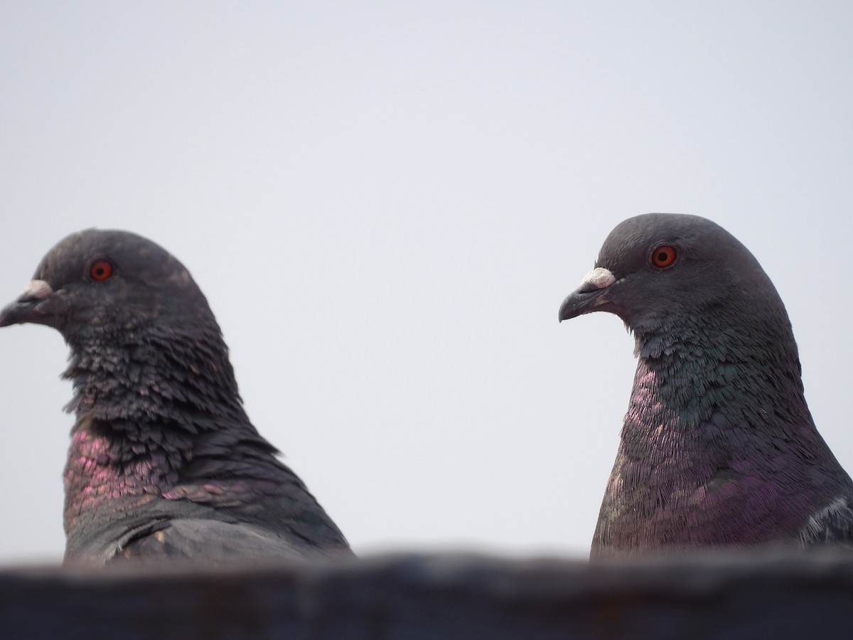 Rock Pigeon (Feral Pigeon) - ML620807891