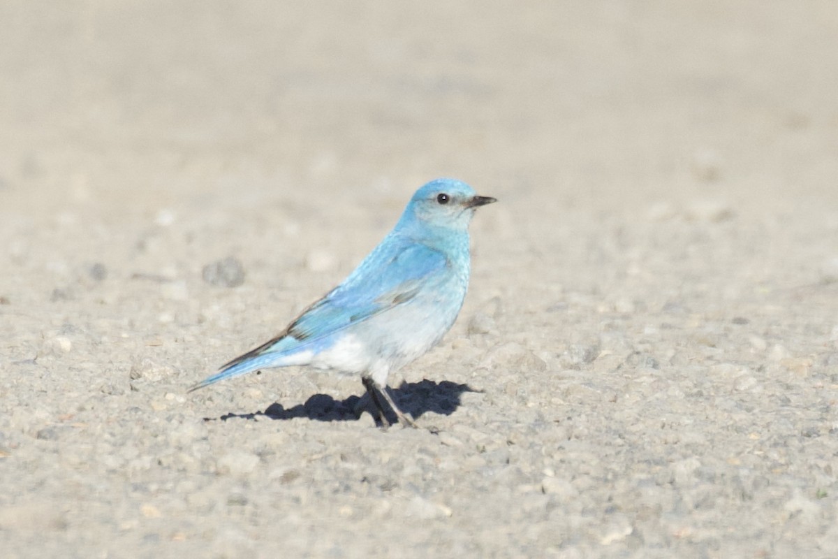 Mountain Bluebird - ML620807893