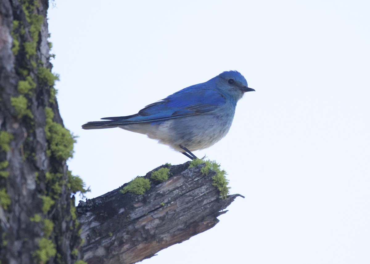 Mountain Bluebird - ML620807894