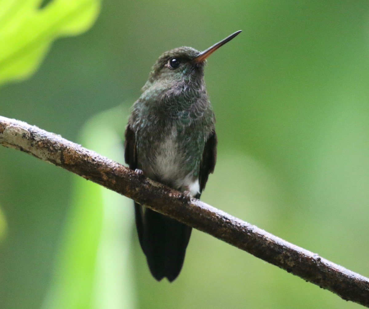 Greenish Puffleg - ML620807895