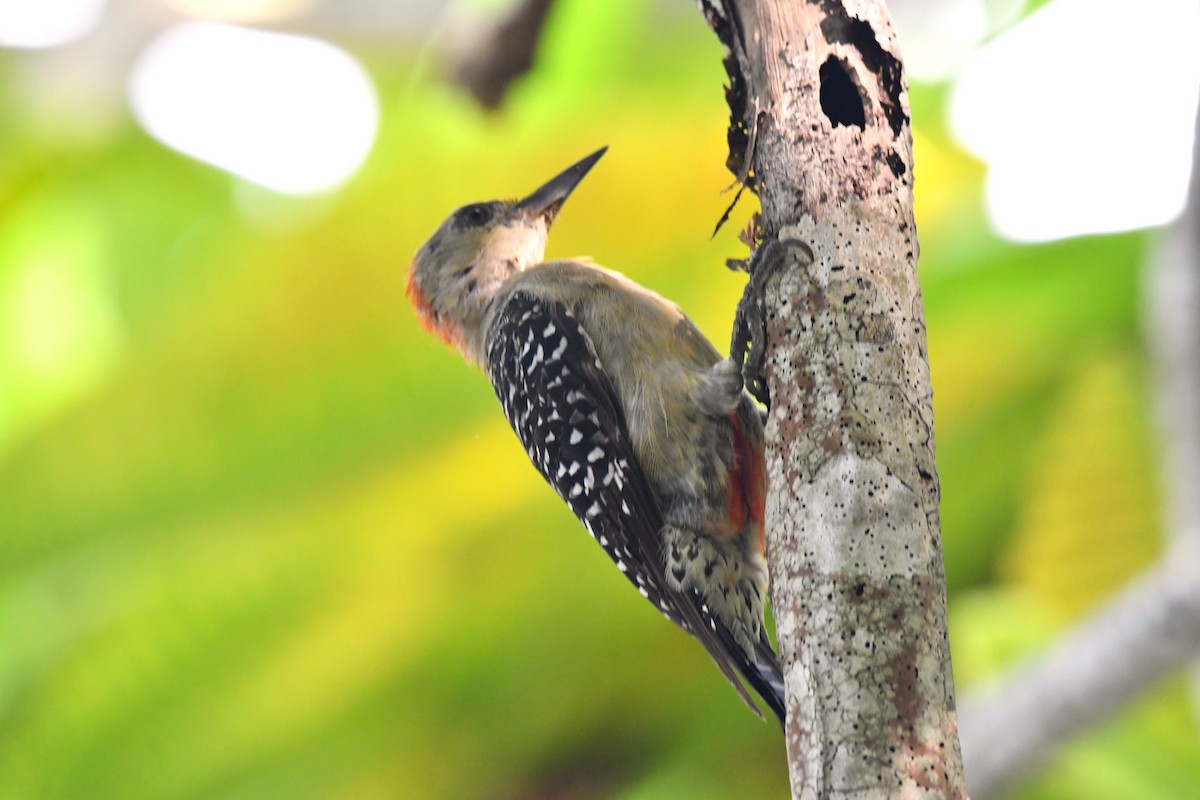 Red-crowned Woodpecker - ML620807901