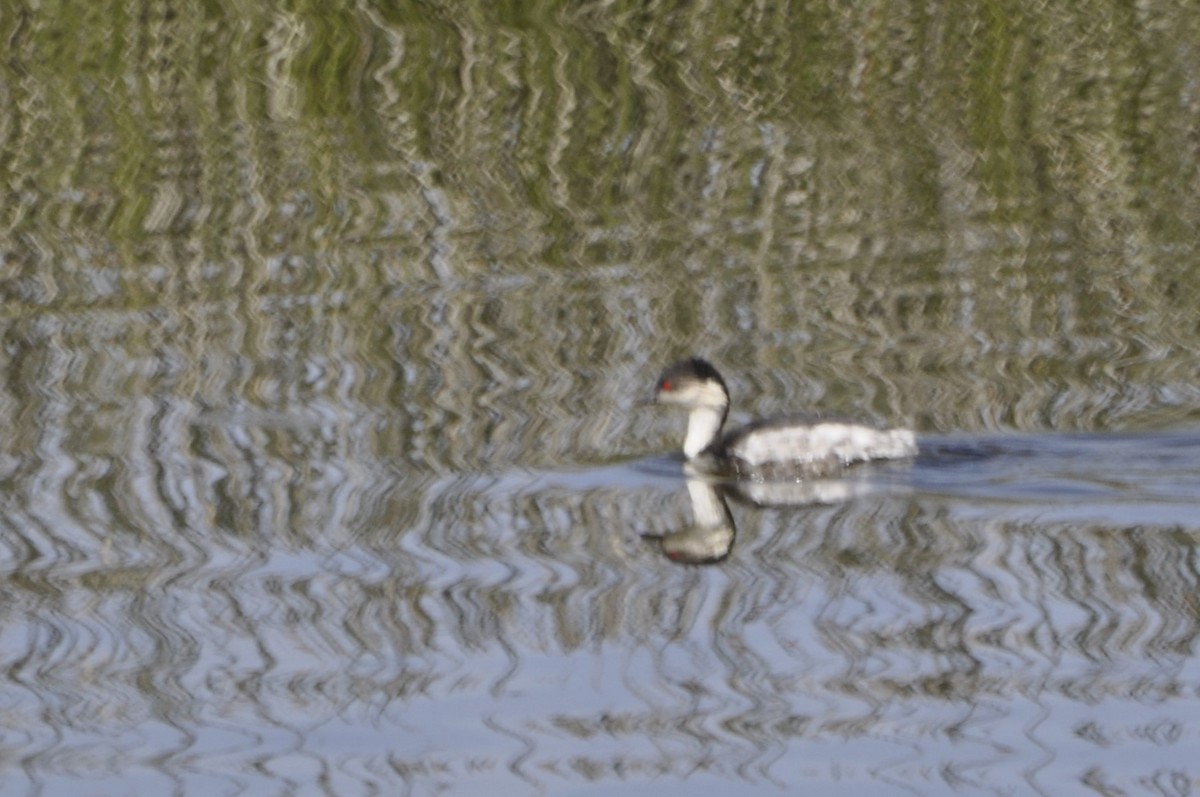 Silvery Grebe - ML620807909