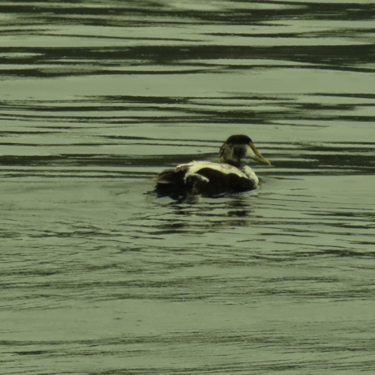 Common Eider (Dresser's) - ML620807913