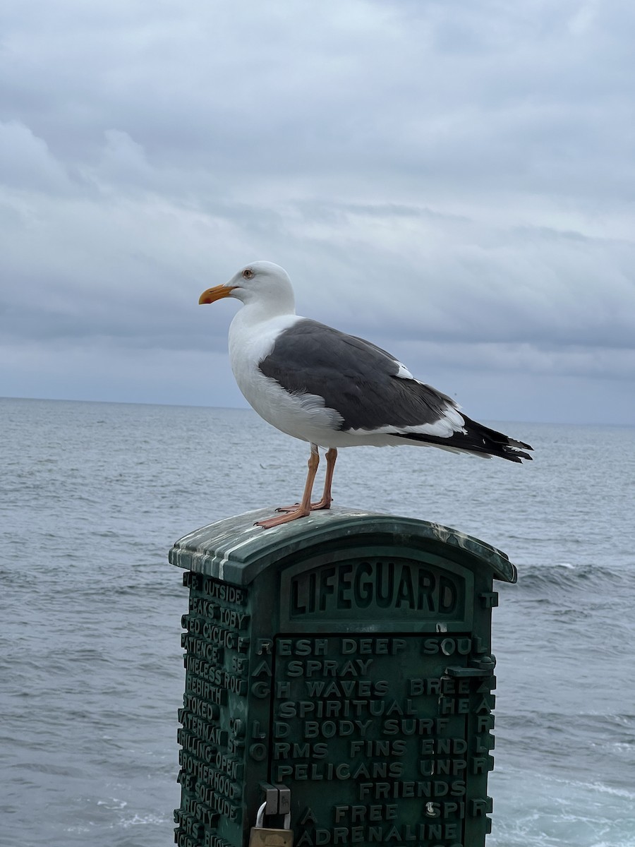 Western Gull - ML620807916