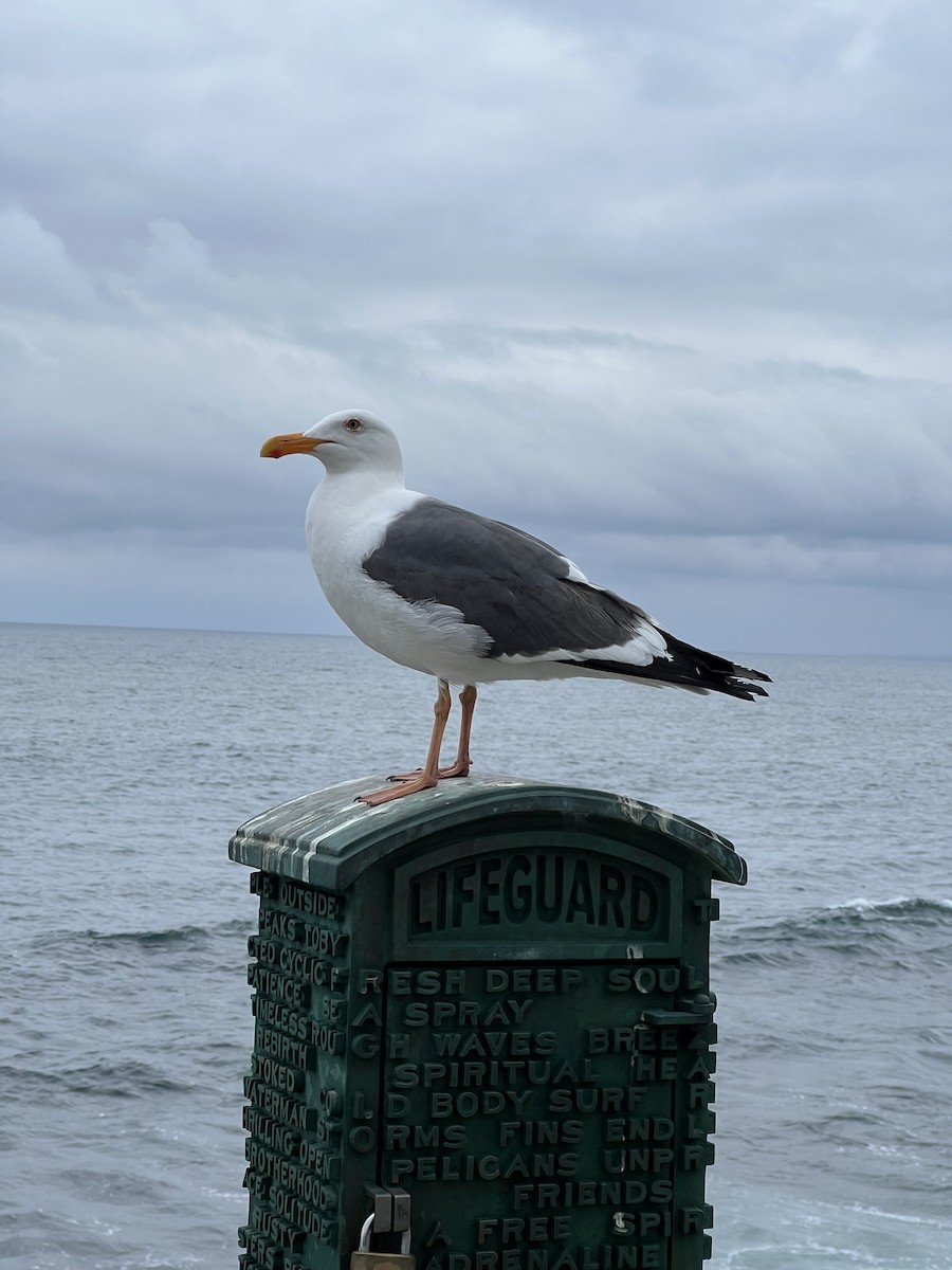 Goéland d'Audubon - ML620807917