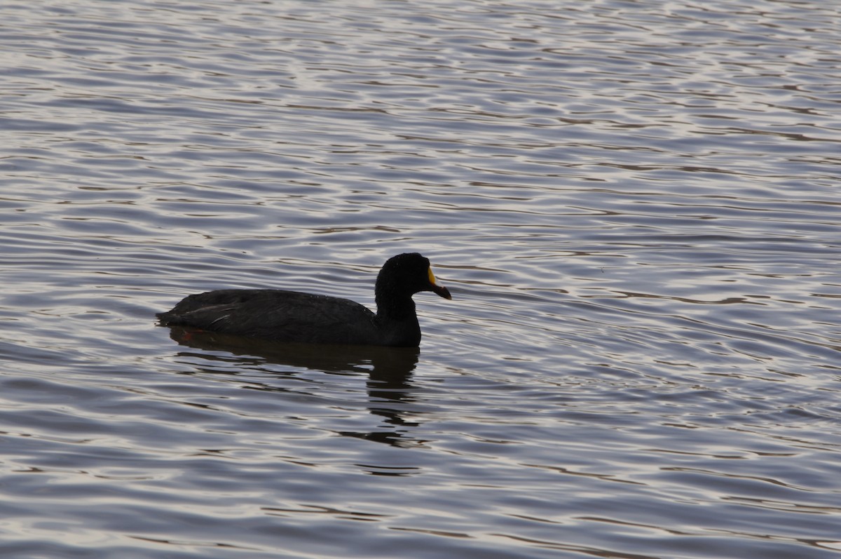 Giant Coot - ML620807923