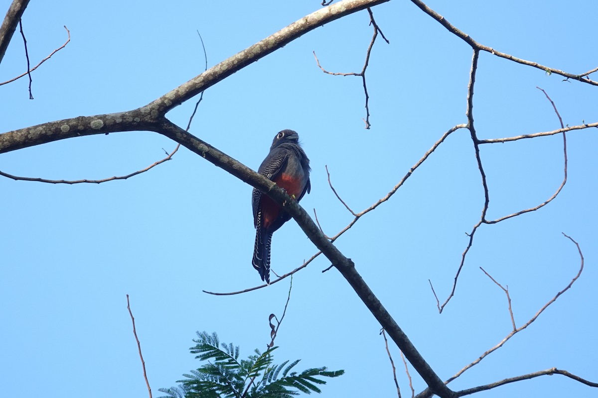 Blue-crowned Trogon - ML620807924