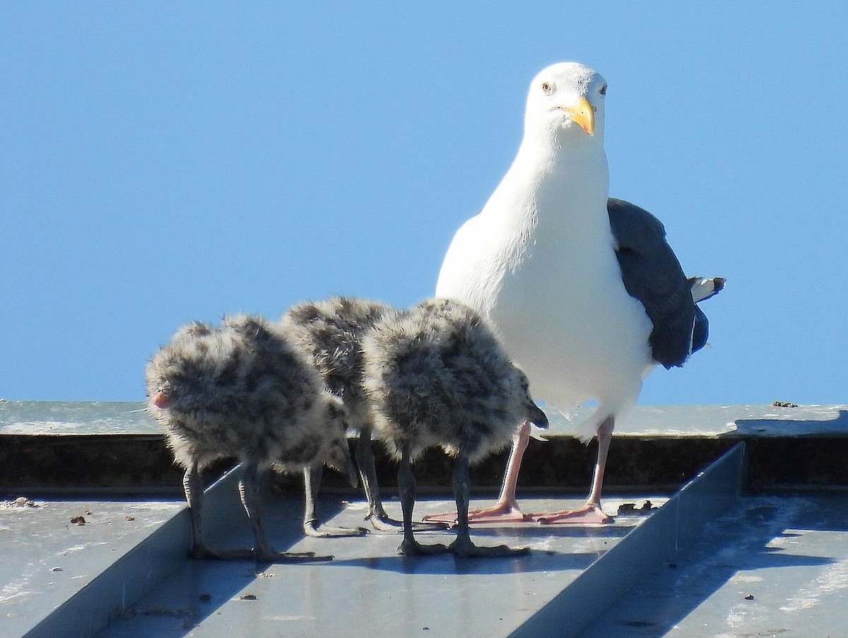 Western Gull - ML620807929