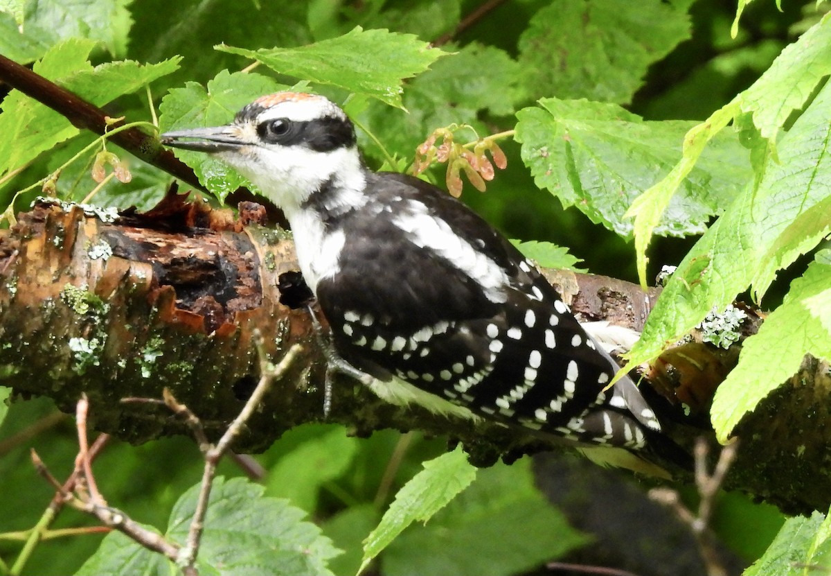 Hairy Woodpecker - ML620807936