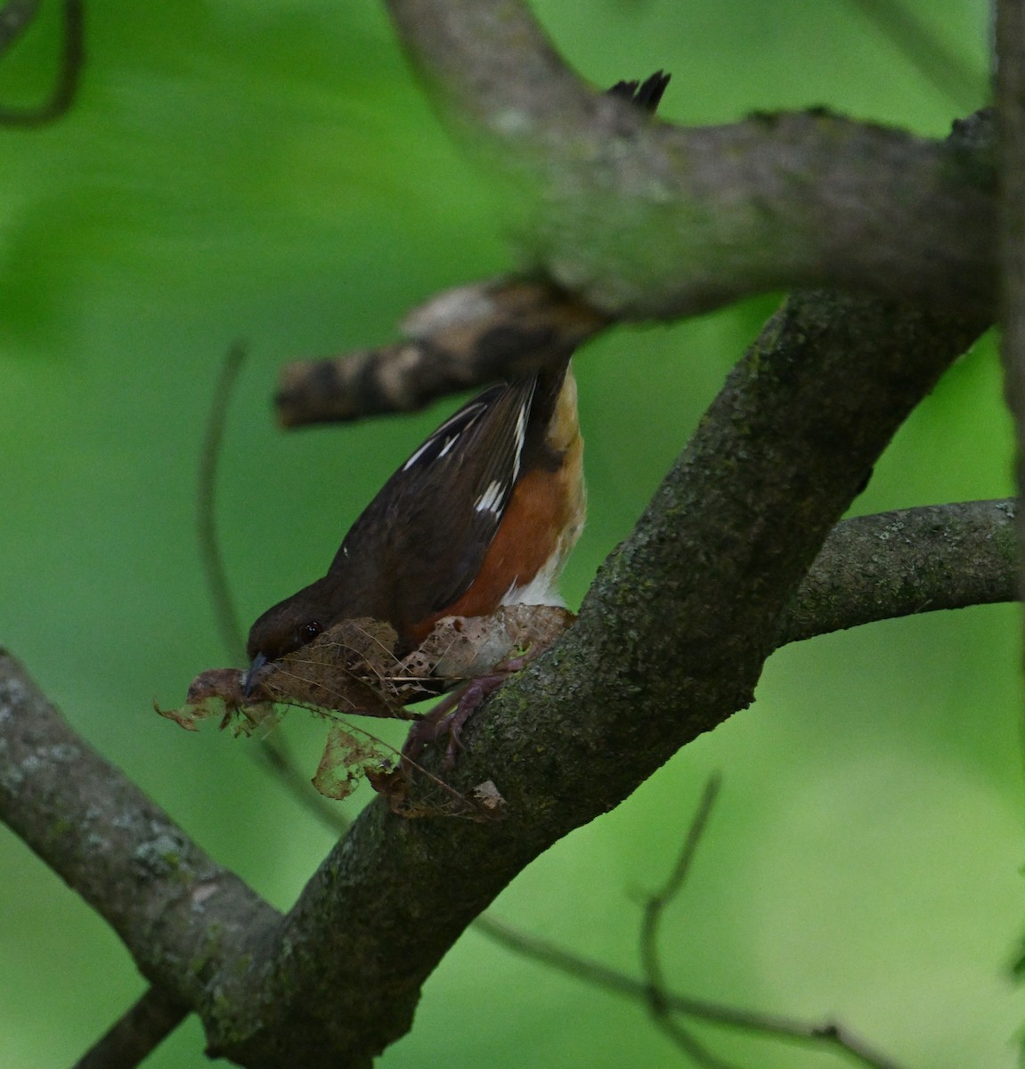 Eastern Towhee - ML620807937