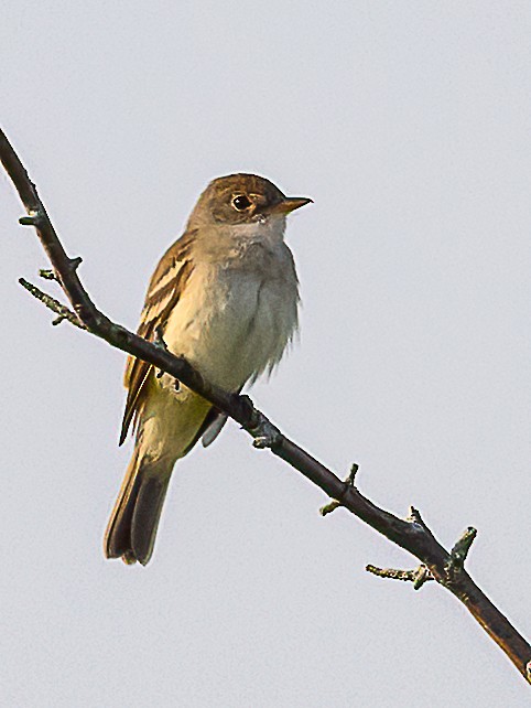 Willow Flycatcher - ML620807941