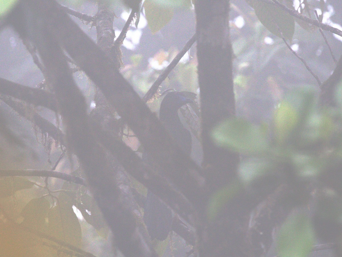 Sickle-winged Guan - Menachem Goldstein