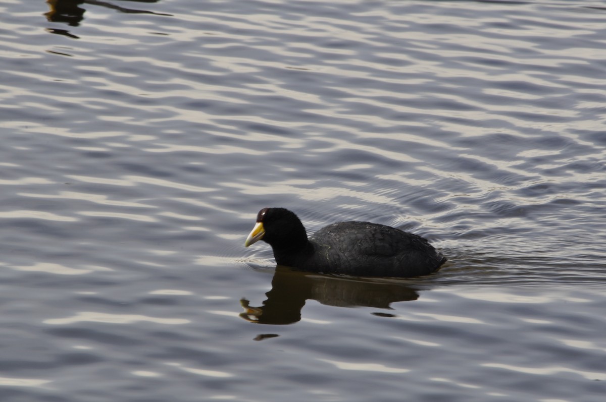 Slate-colored Coot - ML620807947