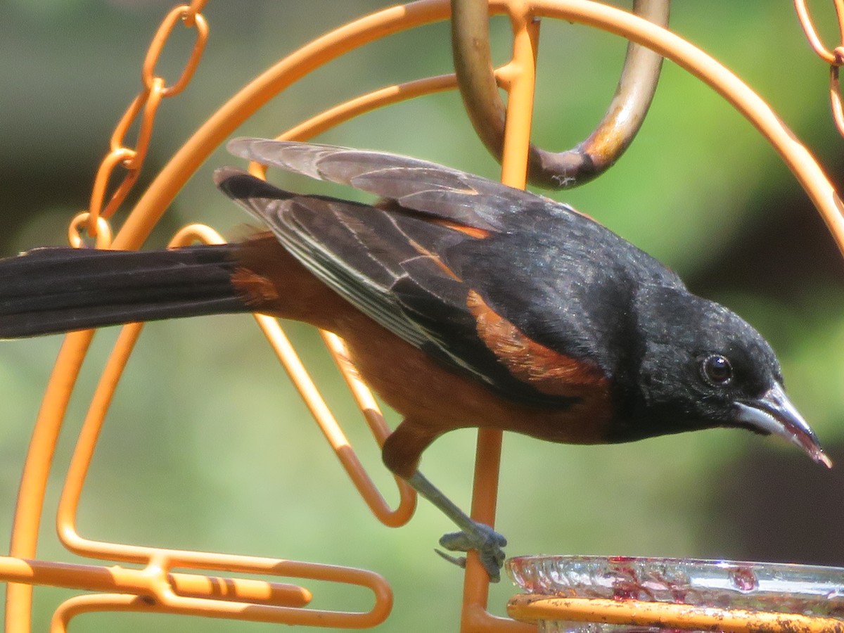 Orchard Oriole - ML620807950