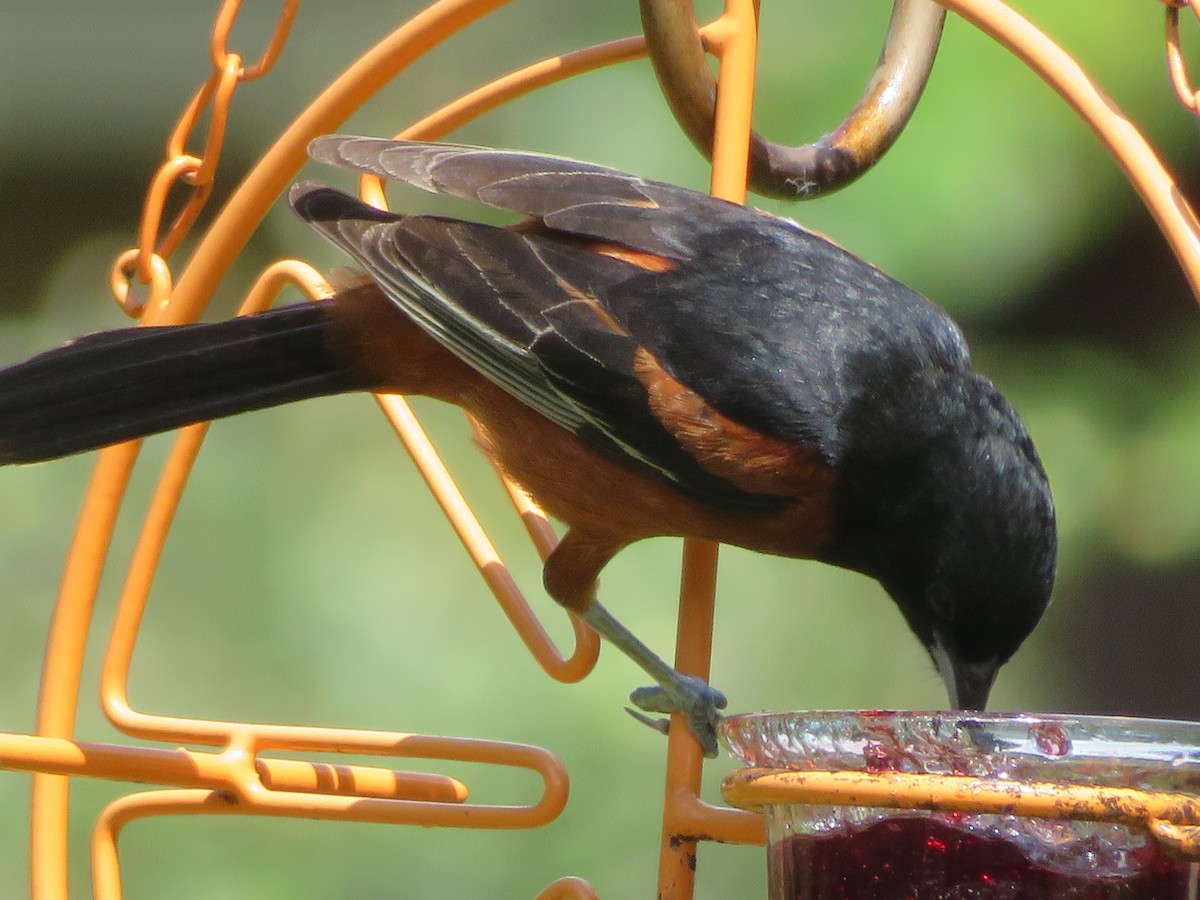 Orchard Oriole - ML620807952