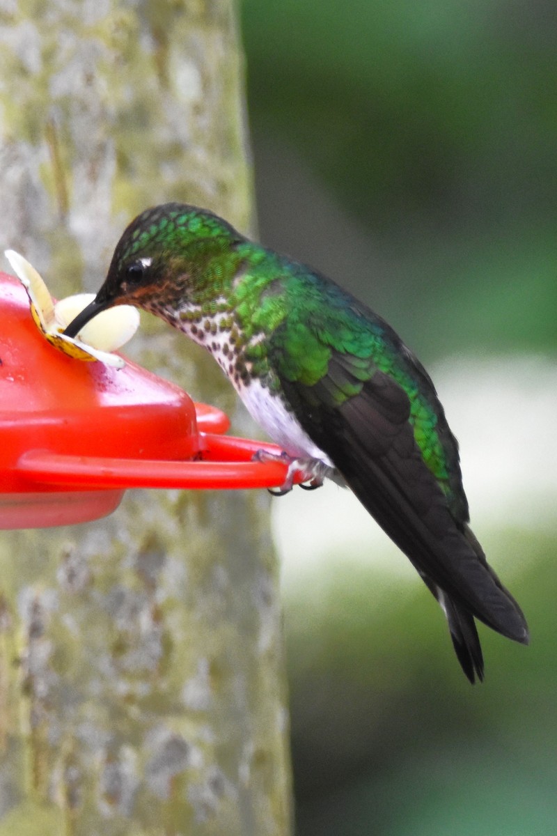 Colibrí Aterciopelado - ML620807955