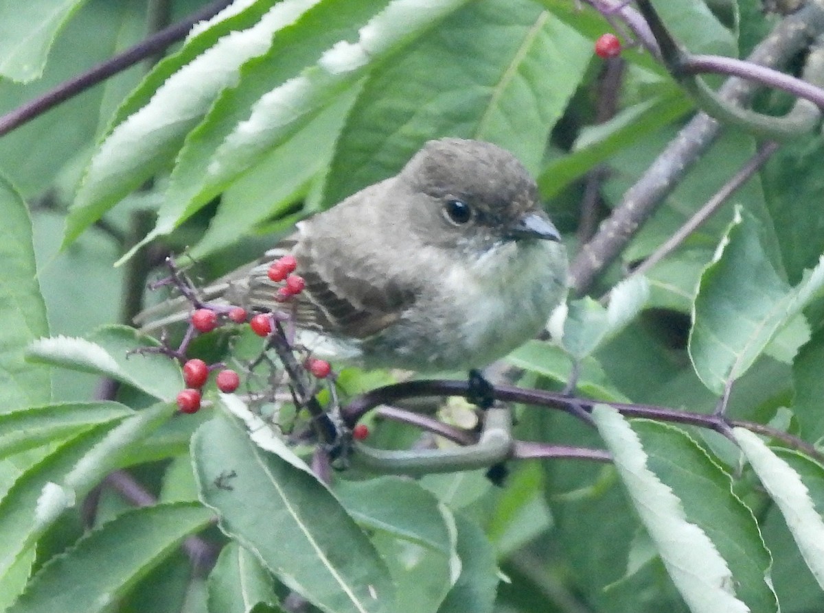 Eastern Phoebe - ML620807962