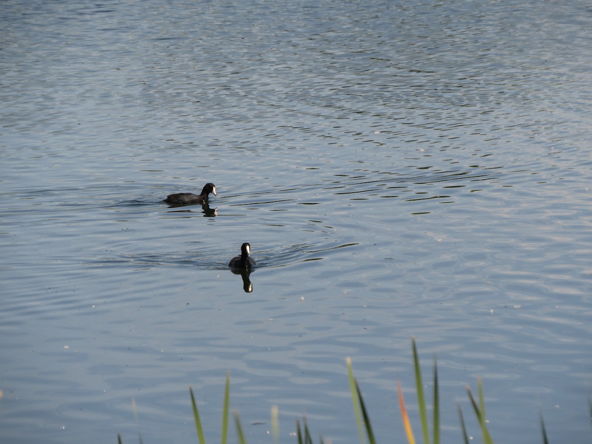 American Coot - Melanie Mitchell