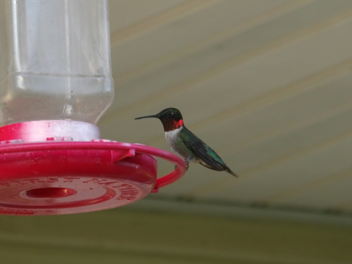 Ruby-throated Hummingbird - ML620807975
