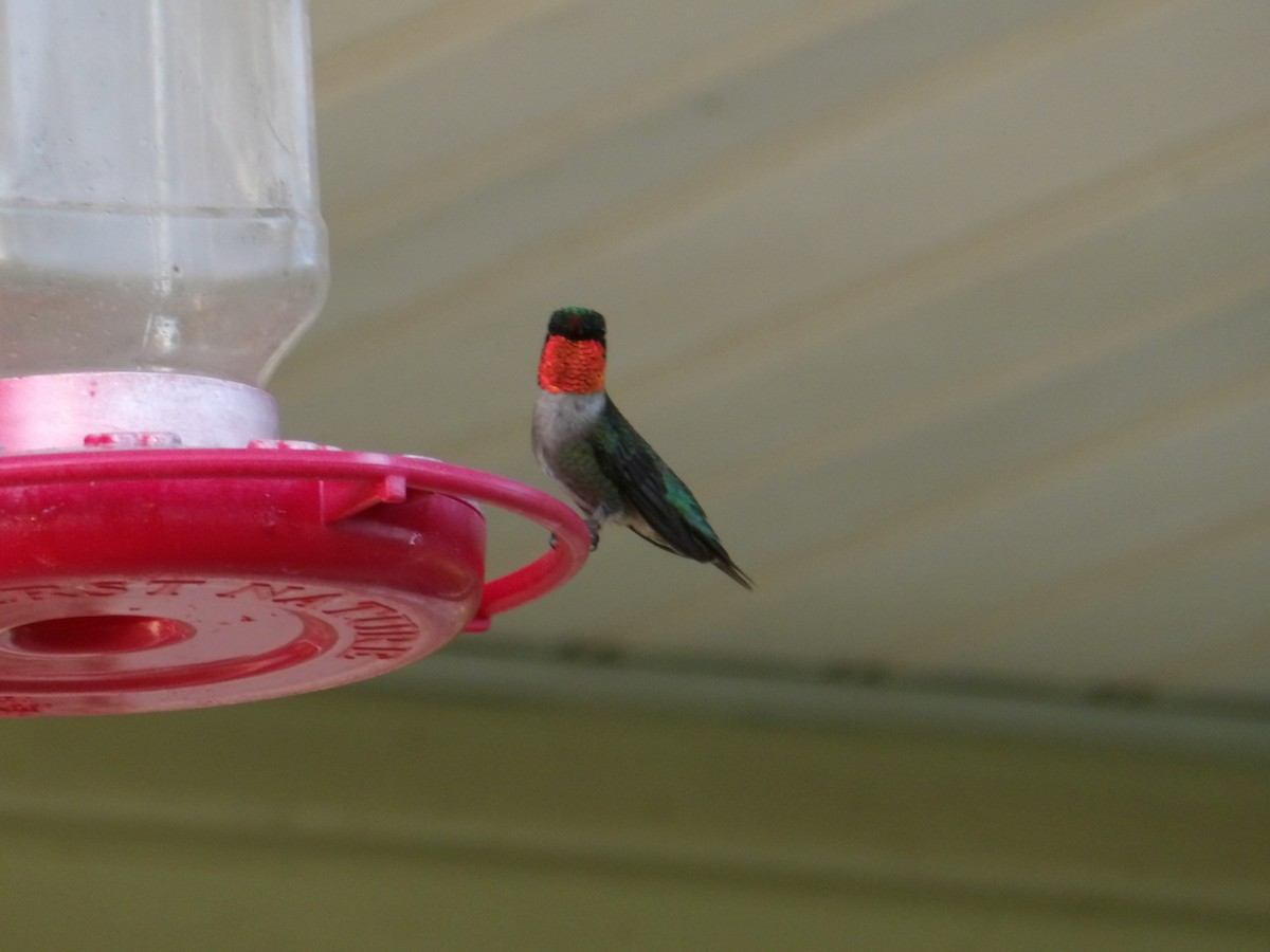 Colibri à gorge rubis - ML620807976