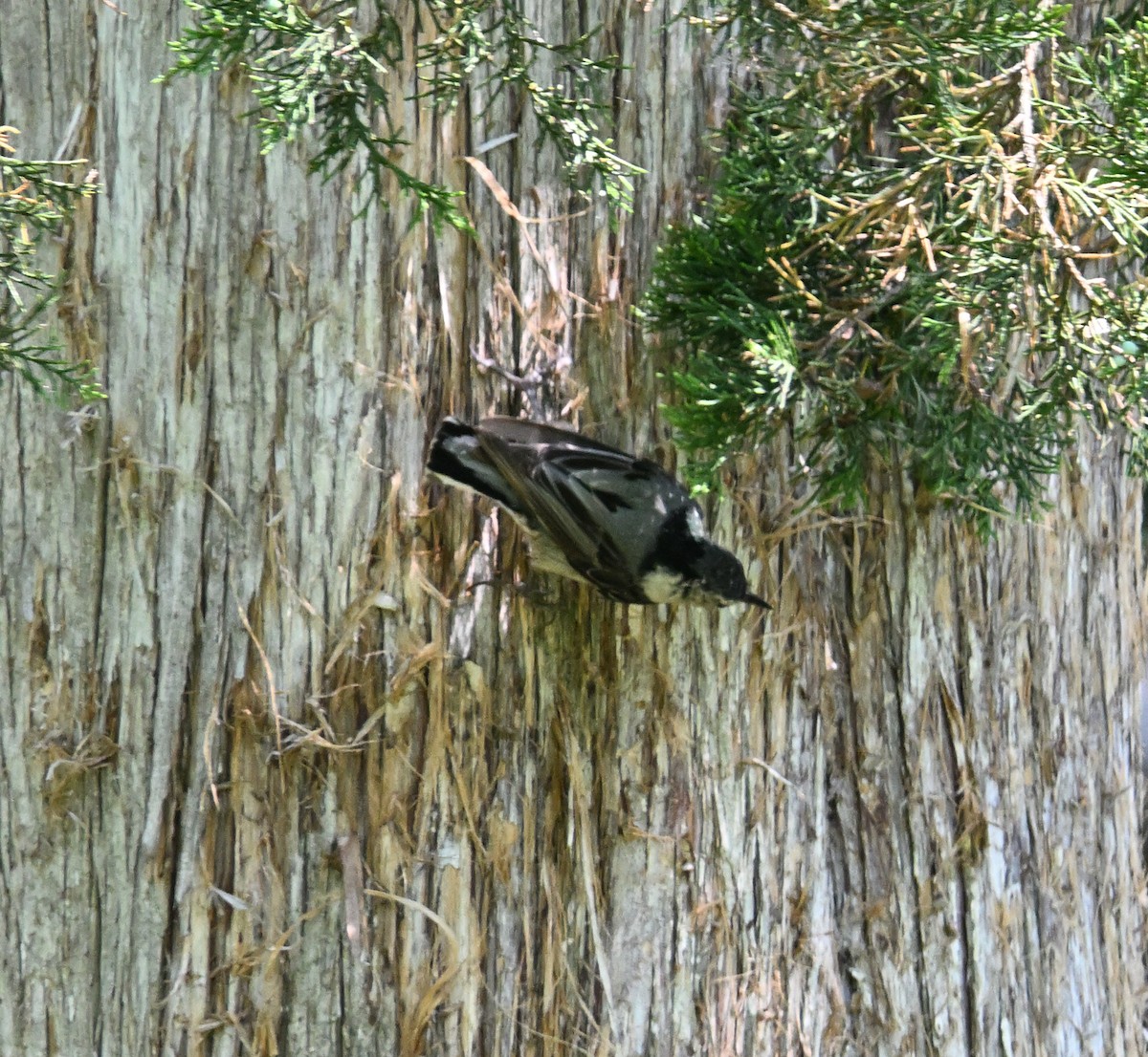 White-breasted Nuthatch - ML620807977