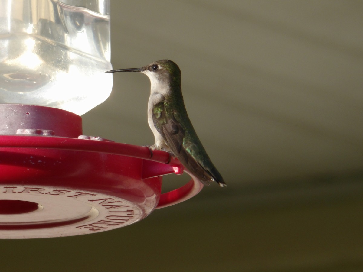 Colibri à gorge rubis - ML620807978