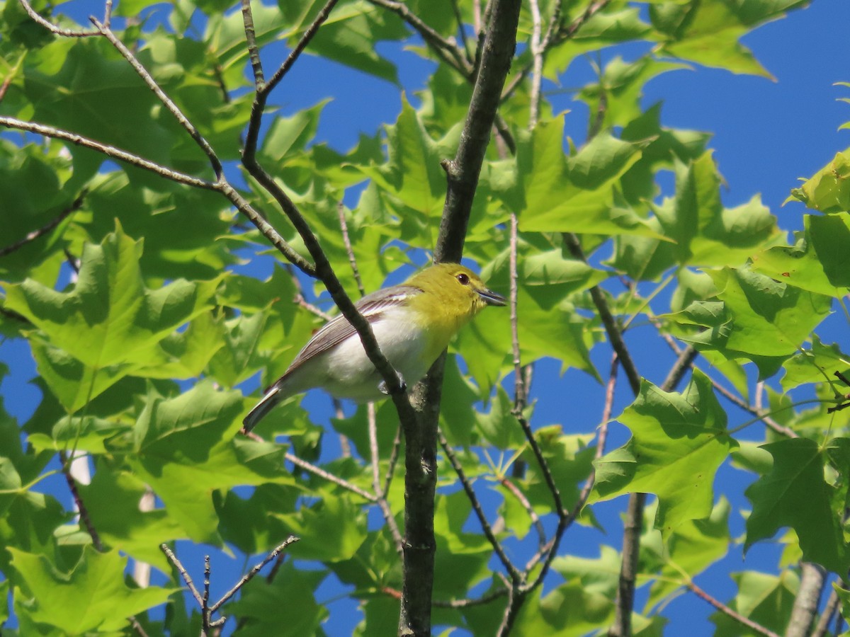 Yellow-throated Vireo - ML620807981