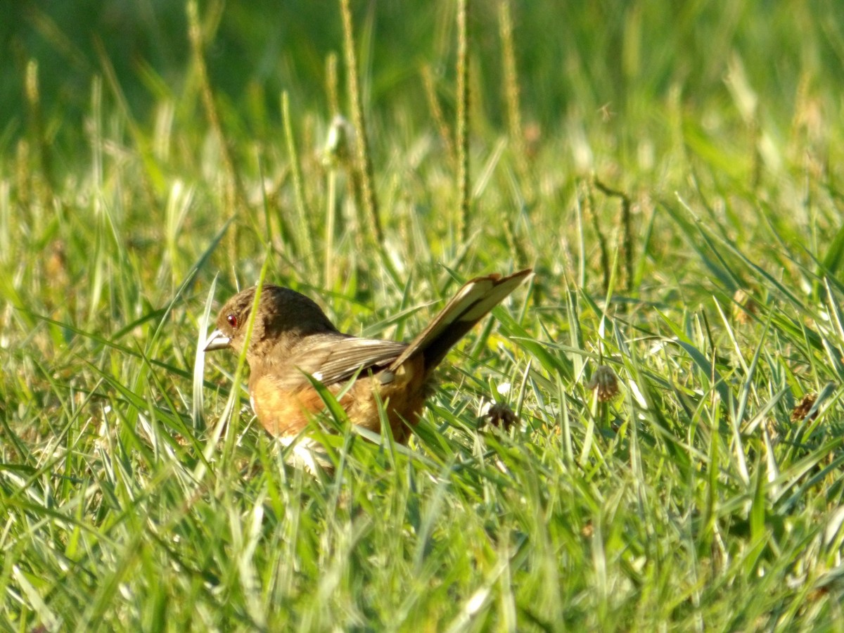 Eastern Towhee - ML620808008