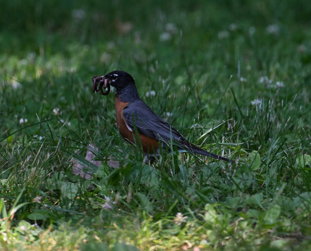 American Robin - ML620808009