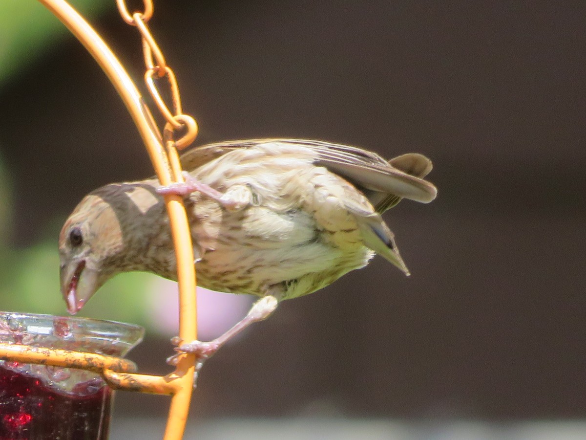 House Finch - ML620808010