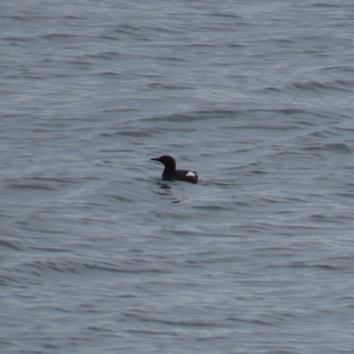 Black Guillemot - ML620808015