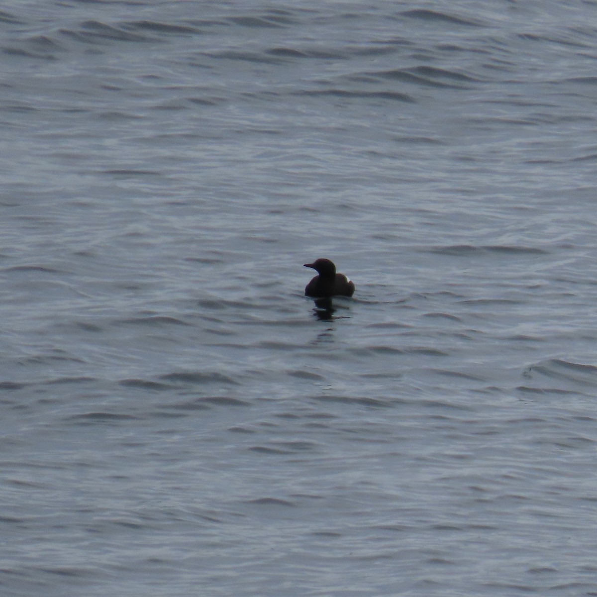 Black Guillemot - ML620808016