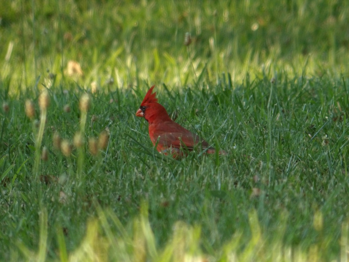 Cardinal rouge - ML620808017