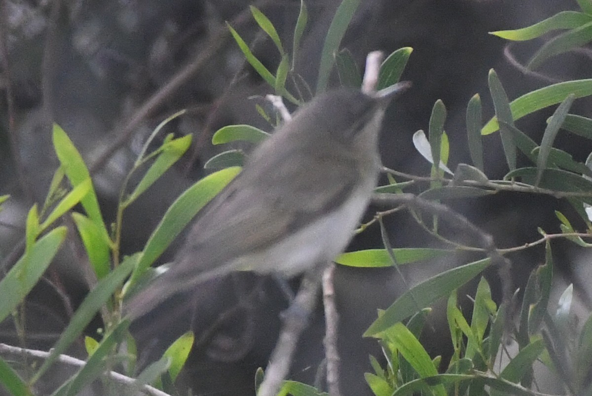 Rotaugenvireo - ML620808023