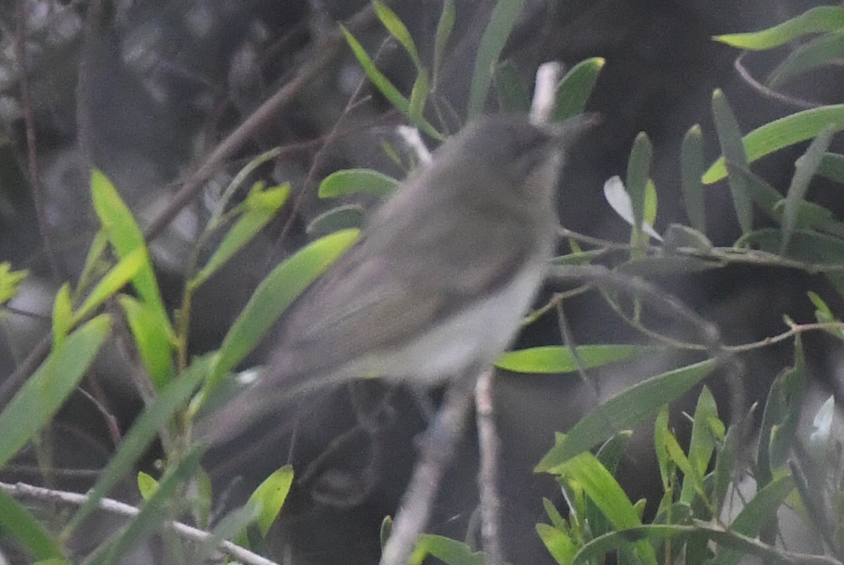 Vireo Ojirrojo - ML620808024