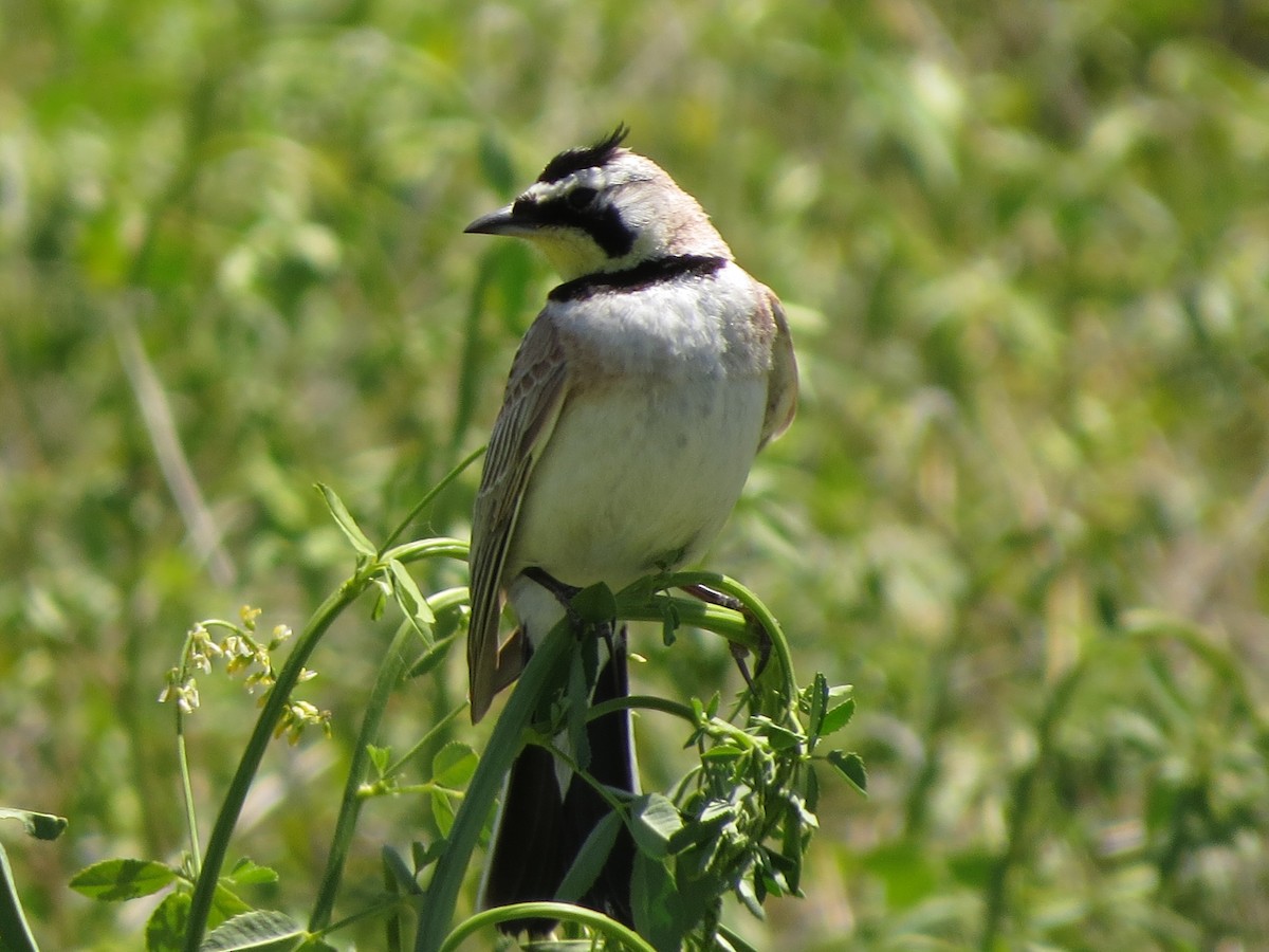 Horned Lark - ML620808025