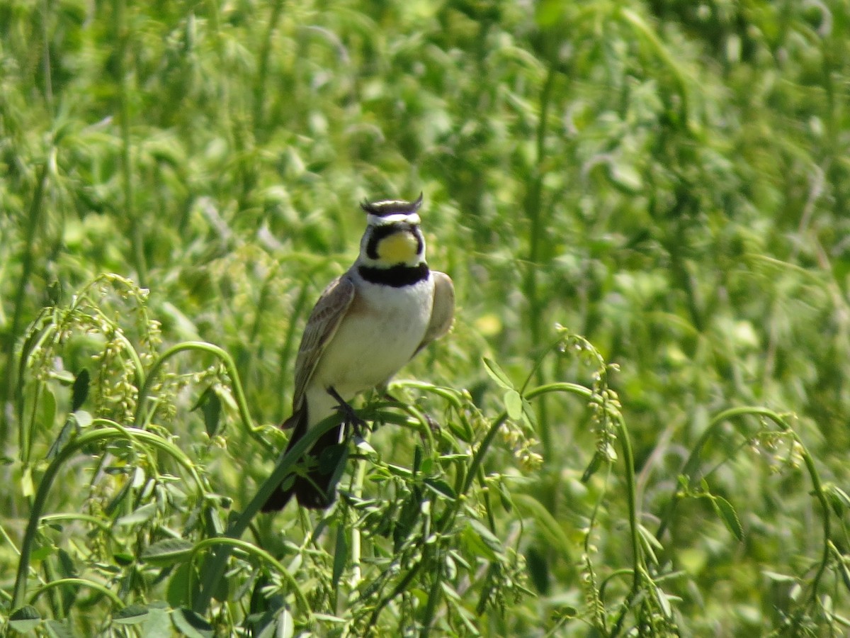 Horned Lark - Melanie Mitchell