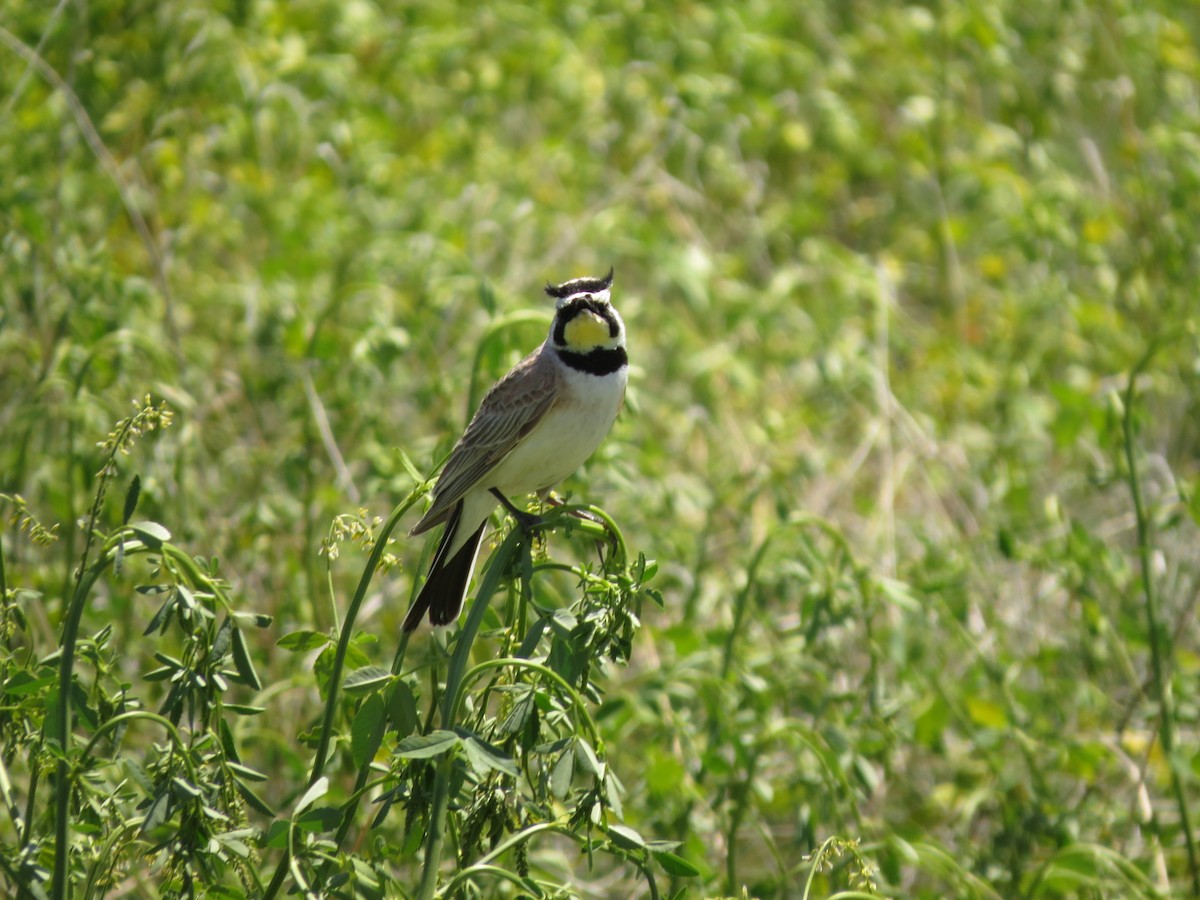 Horned Lark - ML620808027