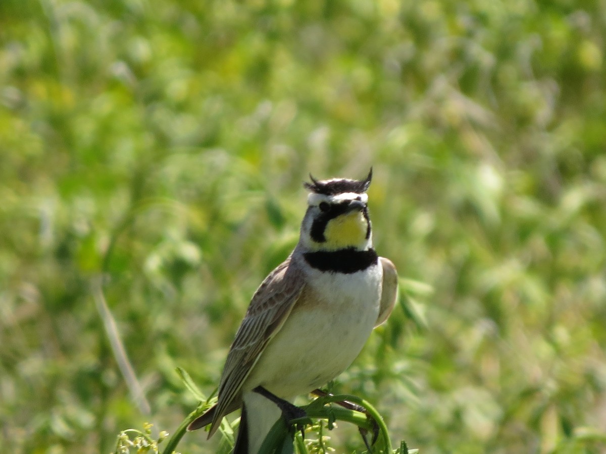 Horned Lark - ML620808028