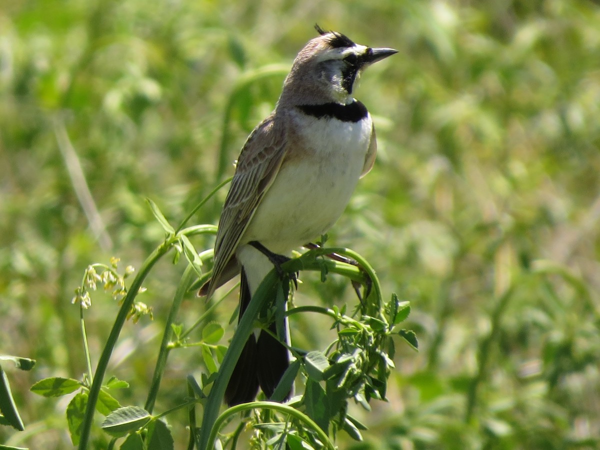 Horned Lark - ML620808029