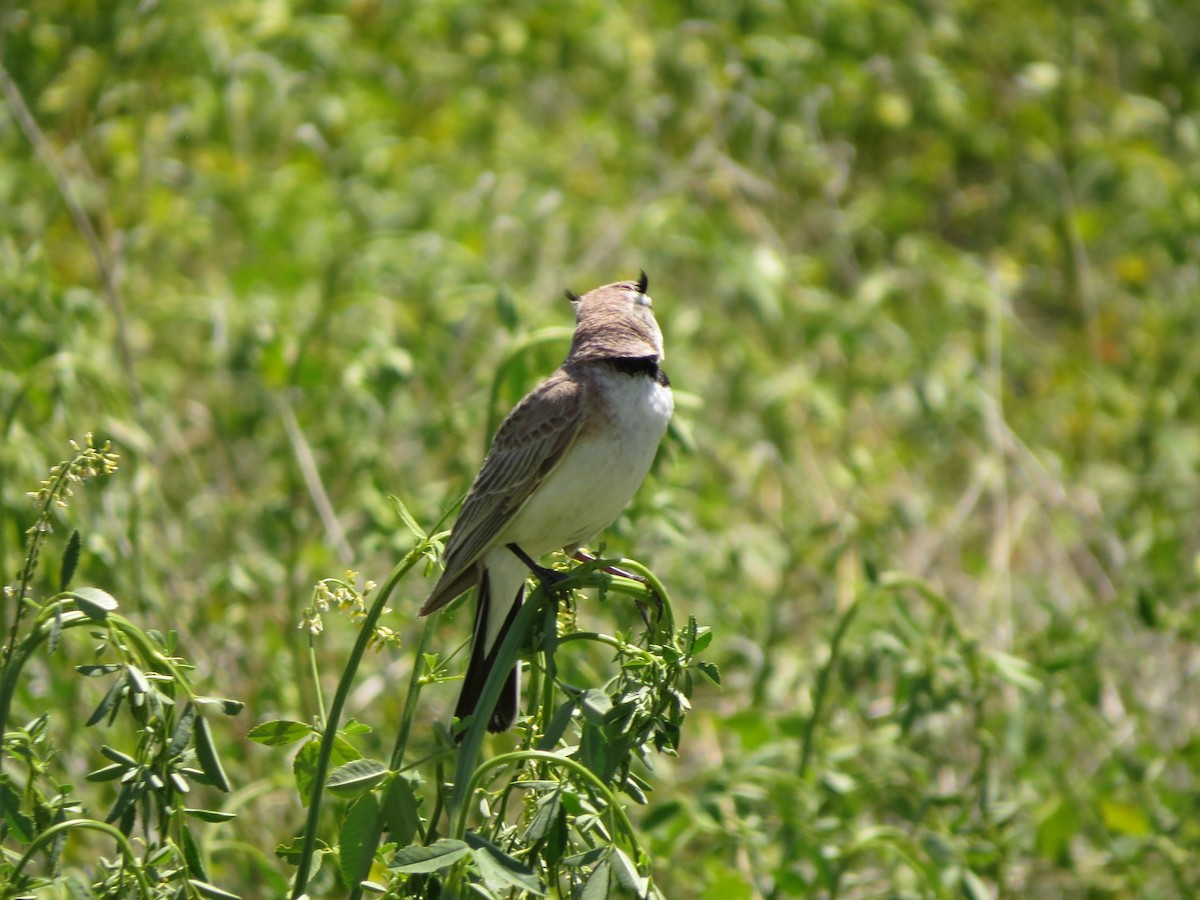 Horned Lark - ML620808031