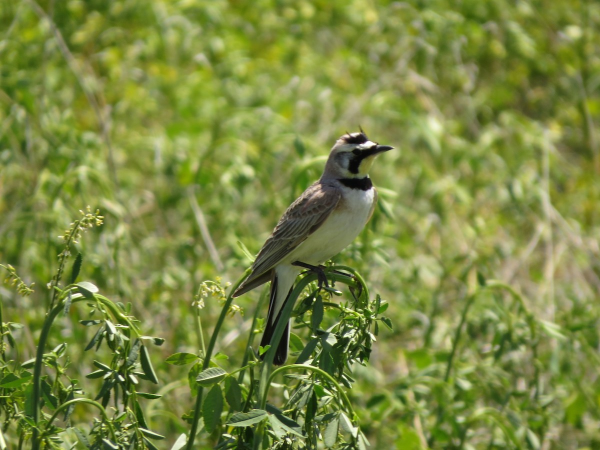 Horned Lark - ML620808032