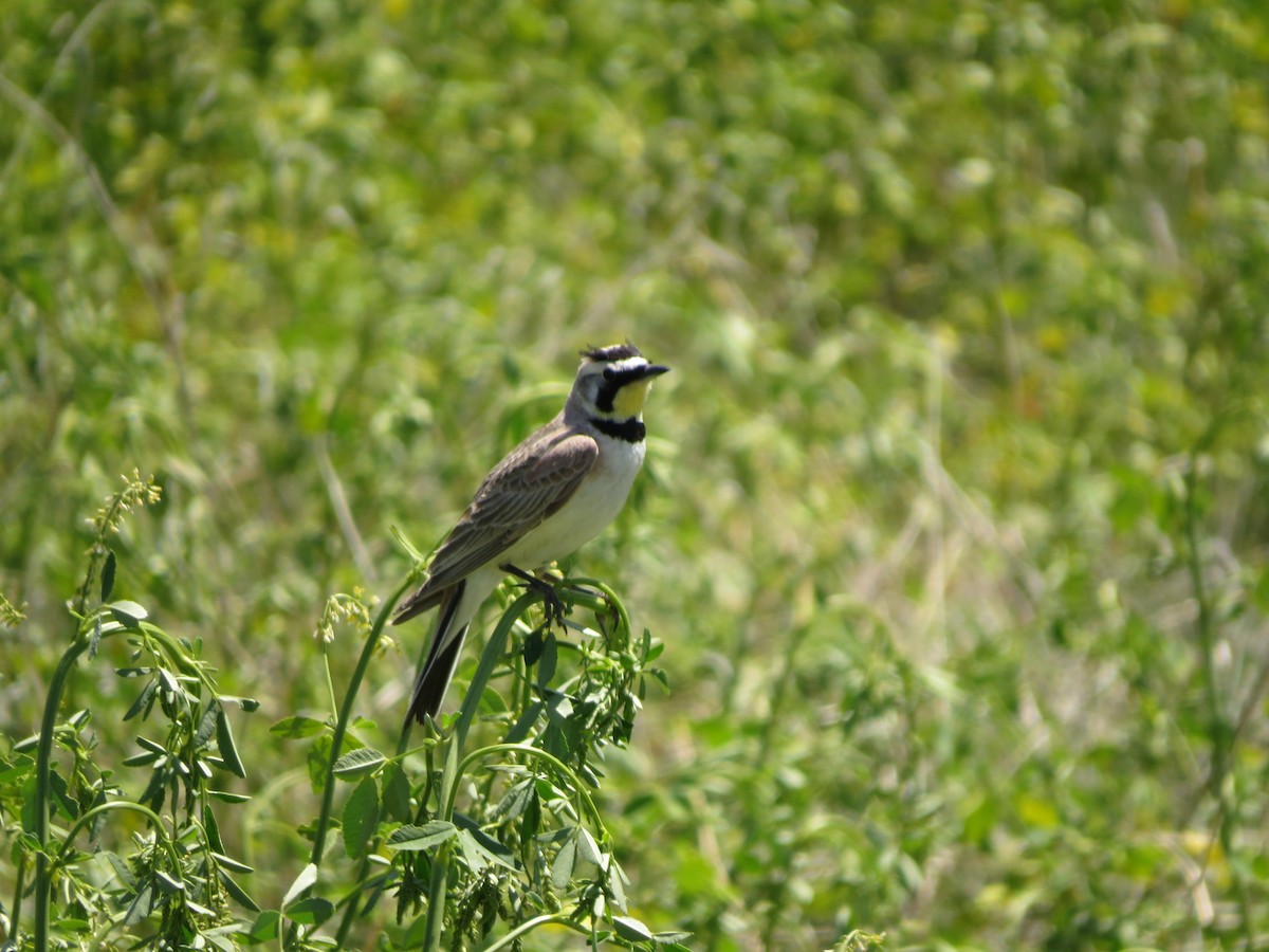 Horned Lark - ML620808033