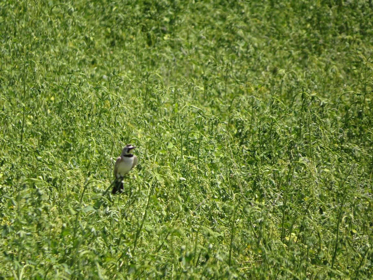 Horned Lark - ML620808034