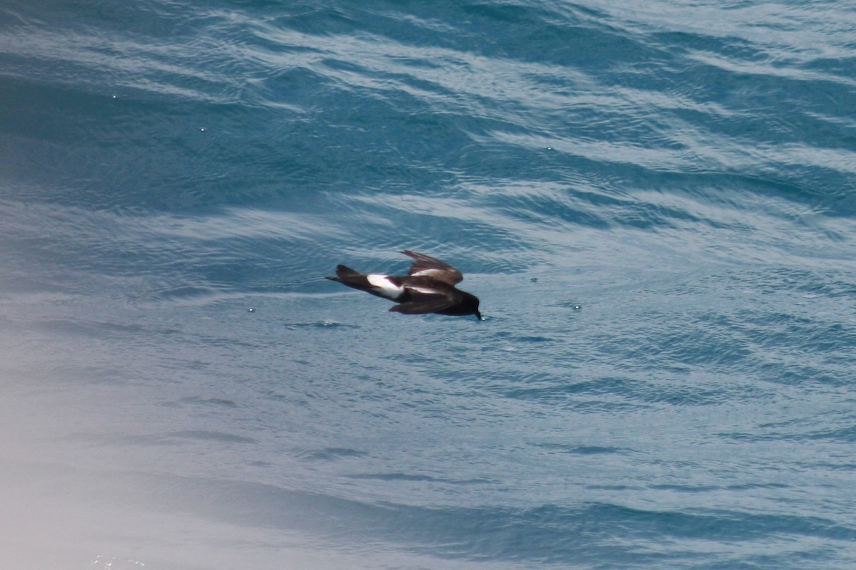 Wilson's Storm-Petrel - ML620808041